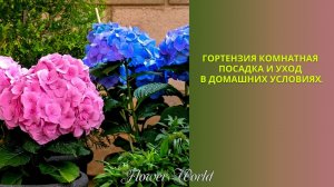 Гортензия комнатная — посадка и уход в домашних условиях.?.