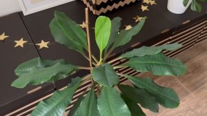 В гостях у моей подписчицы Елены / ОБЗОР коллекции КОМНАТНЫХ РАСТЕНИЙ