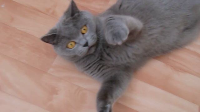 ЗНАКОМЬТЕСЬ!!! МОЯ КРАСОТКА "КСЮША" БРИТАНСКАЯ КОШКА. смотреть онлайн