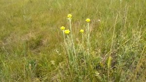 34. БЕССМЕРТНИК: польза и цвет + вкус травяных сборов)