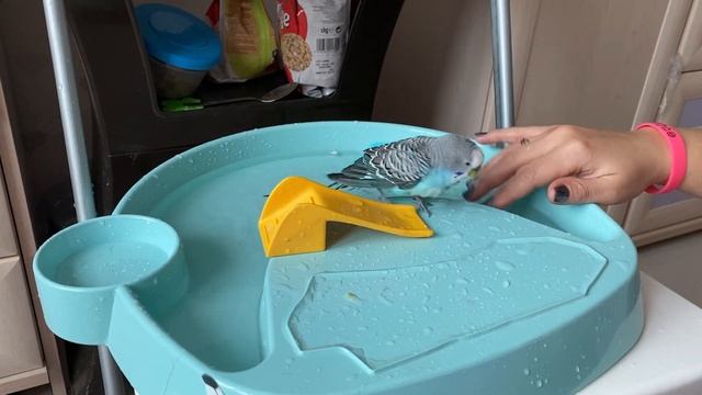 Тоша утёнок?! Волнистый попугай Тоша купается. Тоша плавает. Как приучить попугая купаться? смотреть онлайн