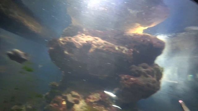 Кормление Акул. смотреть онлайн