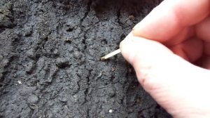 Посев рассады на продажу. Как посеять в одиночку несколько тысяч семян в короткие сроки?