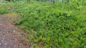 База отдыха Территория Уюта в Карелии