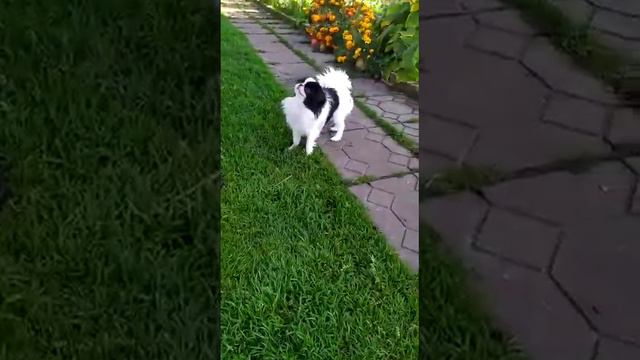 Баядерка смотреть онлайн