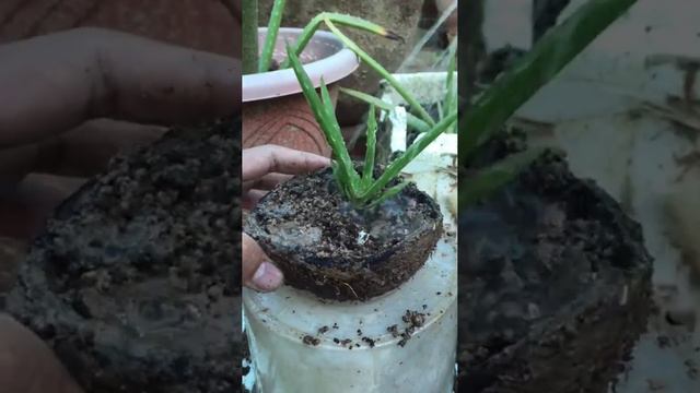 Amazing Watering Aloe Vera