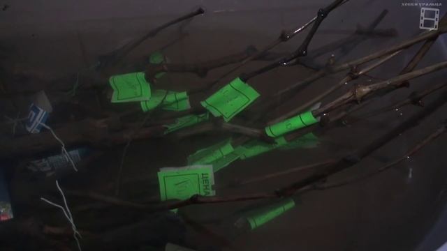 Подготовка саженцев (черенков) винограда к посадке. Северный виноградник с "0" #Виноград смотреть онлайн