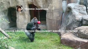 Горилла самец Визури бьет себя в грудь.