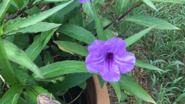 Жара.. дача..Хорошо...! смотреть онлайн