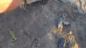 Рыбалка на змей голову