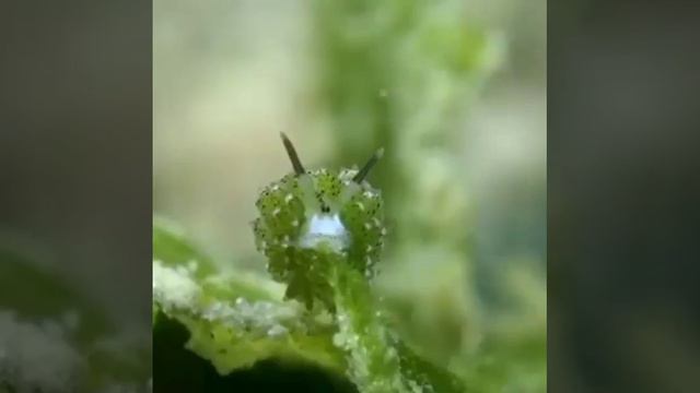 Крошечный фотосинтезирующий морской барашек смотреть онлайн