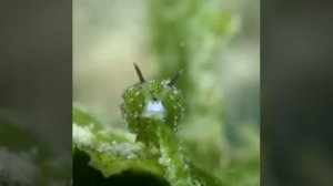 Крошечный фотосинтезирующий морской барашек