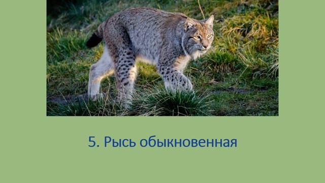 МОИ ЛЮБИМЫЕ ЖИВОТНЫЕ