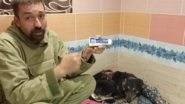 КОЛЬЧУГА - собака, которую порвали волки. Как идёт заживление? Прошло полгода.