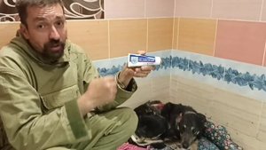 КОЛЬЧУГА - собака, которую порвали волки. Как идёт заживление? Прошло полгода.