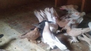 Если у голубей всё хорошо, свои 30 грамм корма каждый должен употреблять.