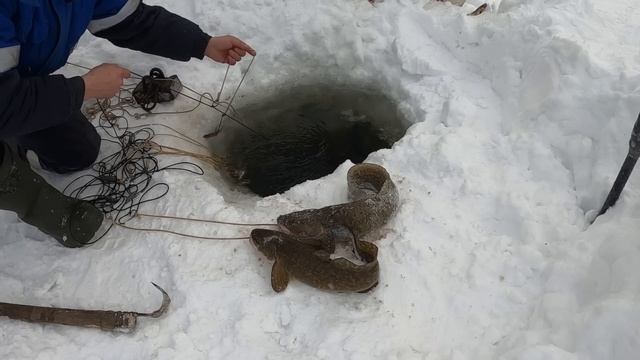 НА НОВОМ МЕСТЕ. Первая проверка в новом году. НАЛИМ НА ПЕРЕМЕТ. #рыбалка #перемет #туруханск смотреть онлайн