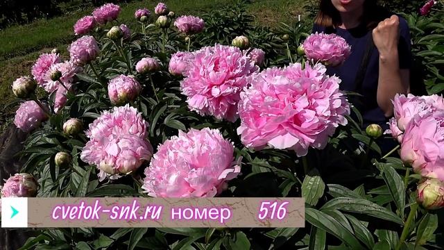 ENSIGN MORIARTY - огромный розово-сиреневый пион / Сад Ворошиловой