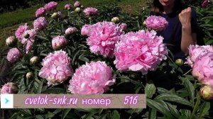 ENSIGN MORIARTY - огромный розово-сиреневый пион / Сад Ворошиловой