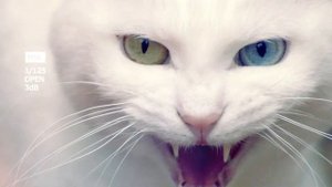 Звуки животных Рычание для монтажа
