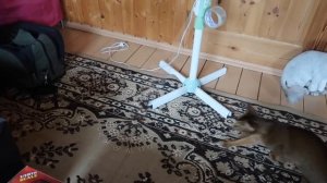 ПОЛОСА ПРЕПЯТСТВИЙ ДЛЯ ЗВЕРОДЕТЕЙ | НОВЫЙ СВЕТЯЩИЙСЯ ПИТОМЕЦ ЛОЛ