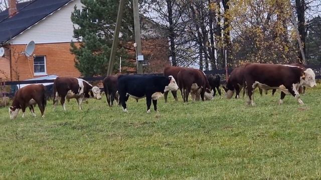ТЕЛЯТА - БЫЧКИ, 3- Я ГРУППА ИДУТ В ГУРТ К ВЗРОСЛЫМ БЫЧКАМ.... смотреть онлайн