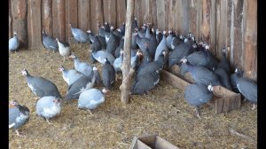 Содержание цесарок. Фермерское хозяйство Воложанина