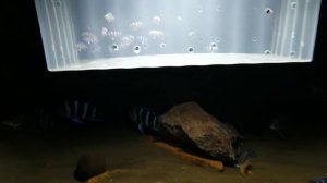 Фронтоза блю заир Моба малек