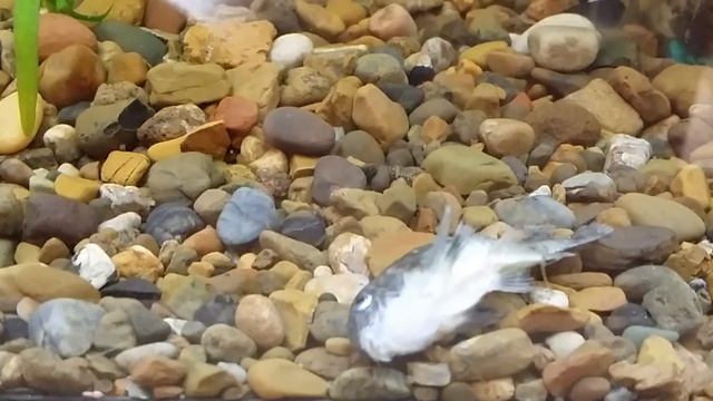 Умер Сомик , ему было 5 лет / Коридорас крапчатый смотреть онлайн