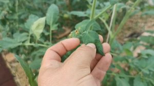 Сохнут Цветы у ПОМИДОРОВ, В ЧЁМ ПРИЧИНА И ЧТО С ЭТИМ ДЕЛАТЬ?