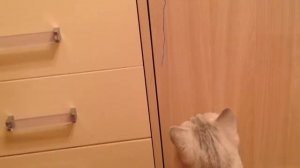 Лайфхаки для котов