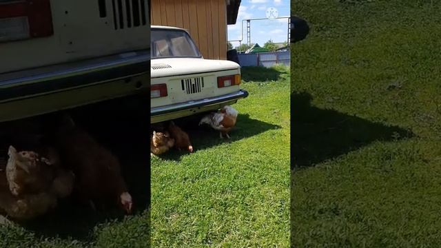 Почему поют петухи? Как вы думаете? смотреть онлайн