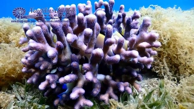 Dascyllus