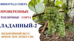 Виноград Ладанный-2 в северном Подмосковье или в поисках муската