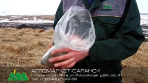 Отбираем правильно пробы сенажа и силоса!