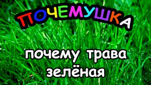 Почему трава ЗЕЛЁНАЯ?
ПОЧЕМУШКА