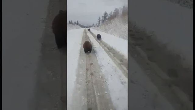 Медведи бегут по дороге.