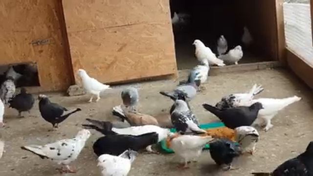 08.02.19. Разговор о Голубях и мои ошибки. смотреть онлайн