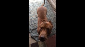 Вязка Спайка и Кияры. Кот играет с Питбулями. Передержка питбуля Кайота.