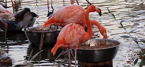 #Розовый #фламинго в #Московском #зоопарке на #Грузинской. #Хороший #зоопарк, #красивые #птицы #Лето