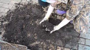 Высаживаю петунию на пмж.