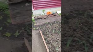 Теплица с открывающимся верхом в Новосибирске. Часть 2.