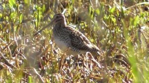 Бекас. Голос бекаса ( Gallinago gallinago )
