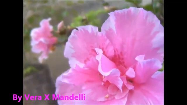 * AZALEIA * * BELGIUM AZALEA * смотреть онлайн