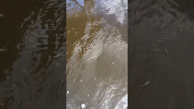 Как выглядят водомерки.