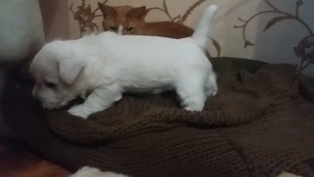 Вест хайленд вайт терьер.Щенки. Девочка. Нам сегодня 1 месяц. смотреть онлайн