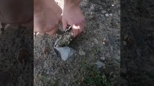 Японское море после шторма. Мидии на берегу. Кораблекрушение северо-карейского судно.