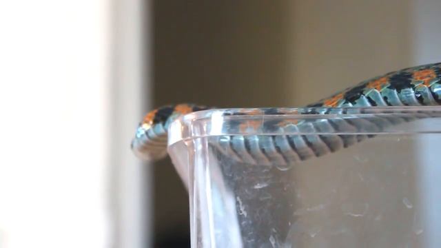 ТИГРОВЫЙ УЖ - ЯДОВИТ? Вся правда о токсичности ужей!? смотреть онлайн