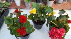 Бегонии  клубневые ампельные  и Элатиор