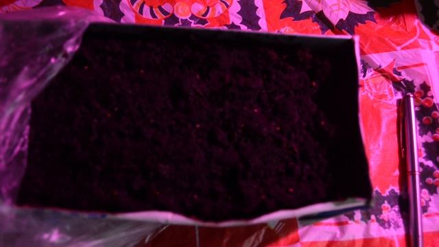 Сеем пепино в декабре смотреть онлайн